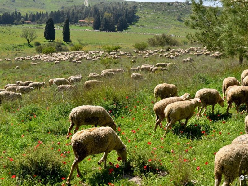 זהר בדשא - חופשה בין כרמל לעמקים