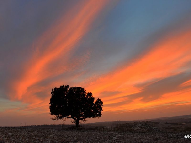 זהר בדשא - חופשה בין כרמל לעמקים